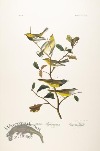 Black Throated Green Warbler